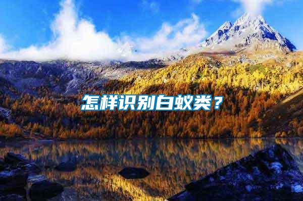 怎樣識別白蟻類？