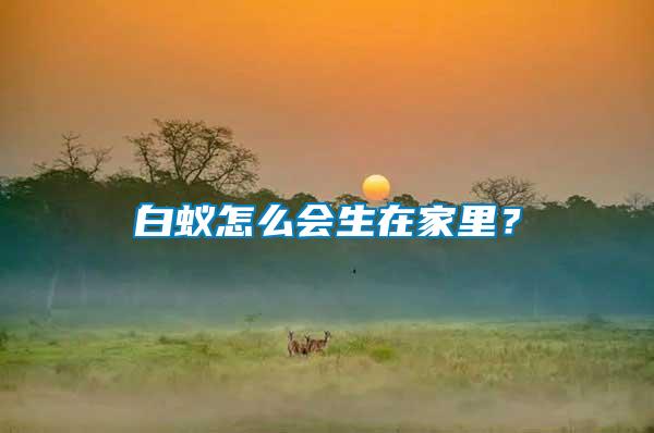 白蟻怎么會(huì)生在家里？