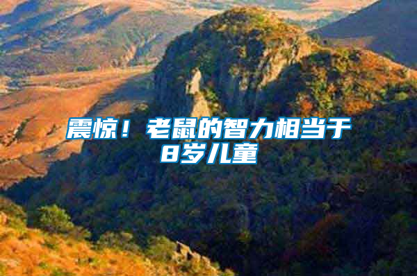 震驚！老鼠的智力相當(dāng)于8歲兒童