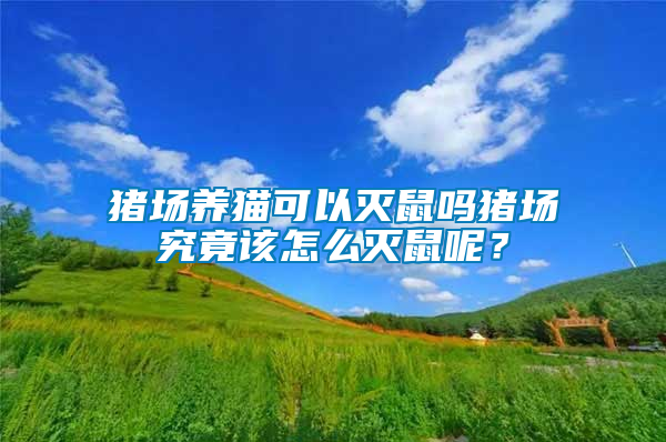 豬場養(yǎng)貓可以滅鼠嗎豬場究竟該怎么滅鼠呢？