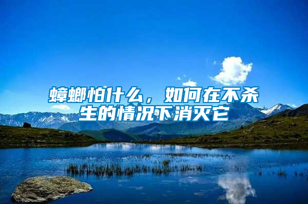 蟑螂怕什么，如何在不殺生的情況下消滅它