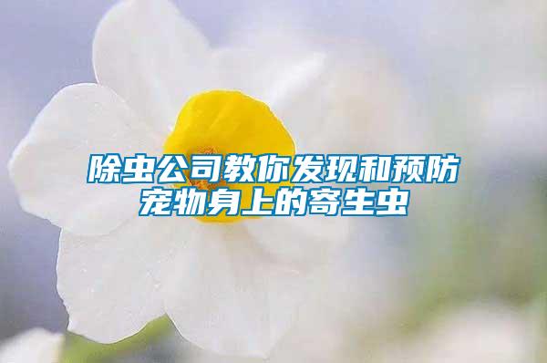 除蟲公司教你發(fā)現(xiàn)和預防寵物身上的寄生蟲