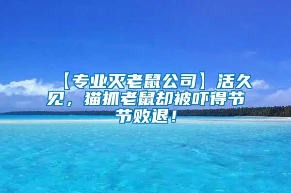 【專業(yè)滅老鼠公司】活久見，貓抓老鼠卻被嚇得節(jié)節(jié)敗退！