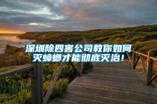 深圳除四害公司教你如何滅蟑螂才能徹底滅治！