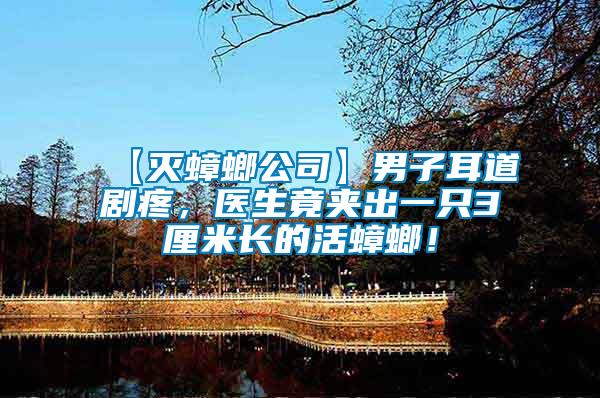 【滅蟑螂公司】男子耳道劇疼，醫(yī)生竟夾出一只3厘米長(zhǎng)的活蟑螂！