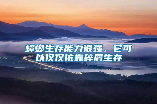 蟑螂生存能力很強，它可以僅僅依靠碎屑生存