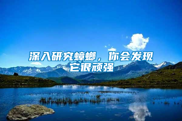 深入研究蟑螂，你會(huì)發(fā)現(xiàn)它很頑強(qiáng)