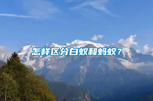 怎樣區(qū)分白蟻和螞蟻？