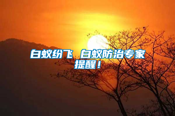 白蟻紛飛 白蟻防治專家提醒！