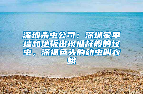 深圳殺蟲公司：深圳家里墻和地板出現(xiàn)瓜籽般的怪蟲，深褐色頭的幼蟲叫衣蛾