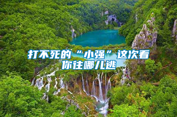 打不死的“小強(qiáng)”這次看你往哪兒逃