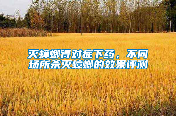 滅蟑螂得對癥下藥，不同場所殺滅蟑螂的效果評測