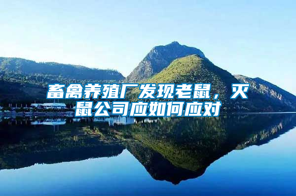畜禽養(yǎng)殖廠發(fā)現(xiàn)老鼠，滅鼠公司應(yīng)如何應(yīng)對