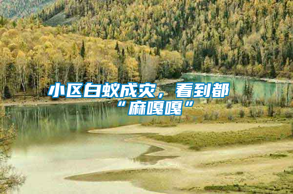 小區(qū)白蟻成災(zāi)，看到都“麻嘎嘎”