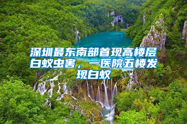 深圳最東南部首現(xiàn)高樓層白蟻蟲害，一醫(yī)院五樓發(fā)現(xiàn)白蟻