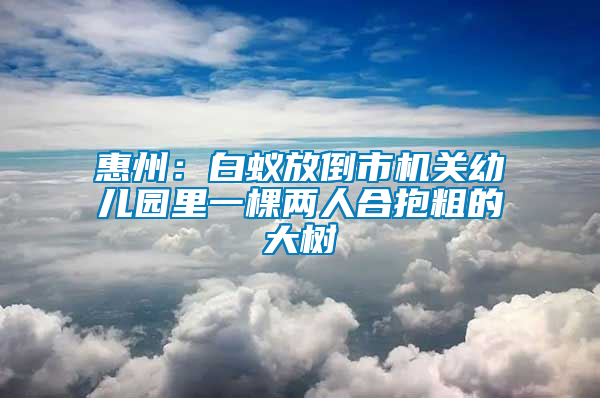 惠州：白蟻放倒市機(jī)關(guān)幼兒園里一棵兩人合抱粗的大樹(shù)