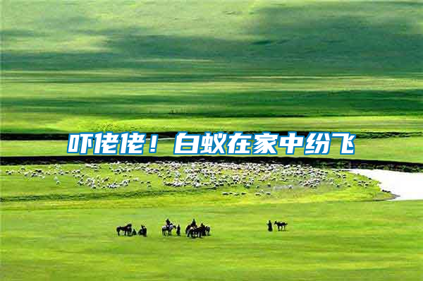 嚇佬佬！白蟻在家中紛飛