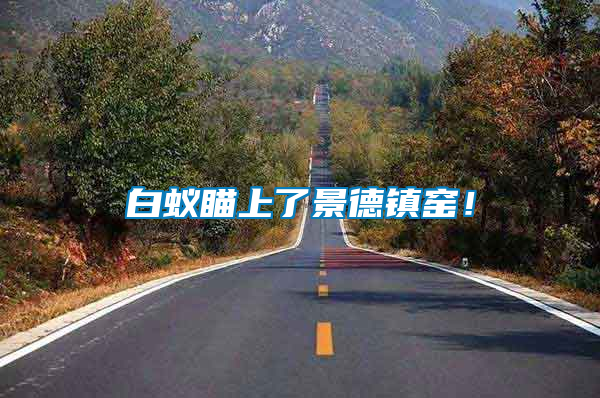 白蟻瞄上了景德鎮(zhèn)窯！