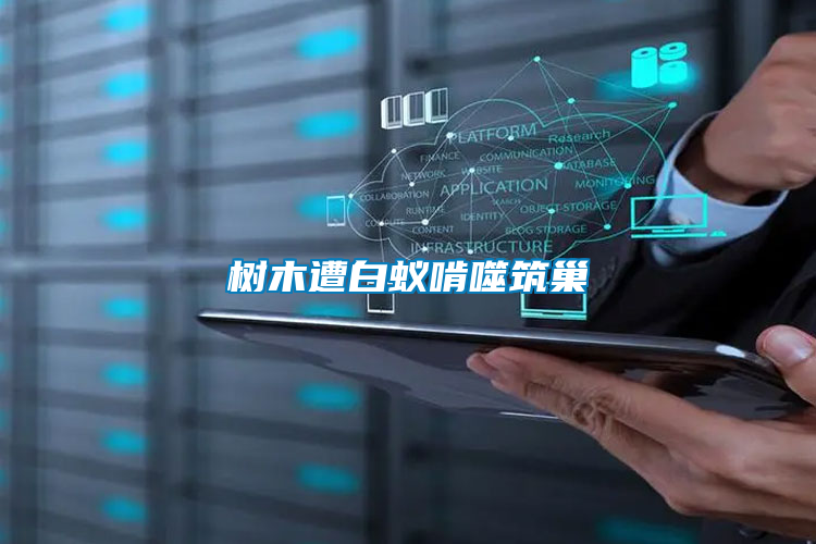 樹(shù)木遭白蟻啃噬筑巢