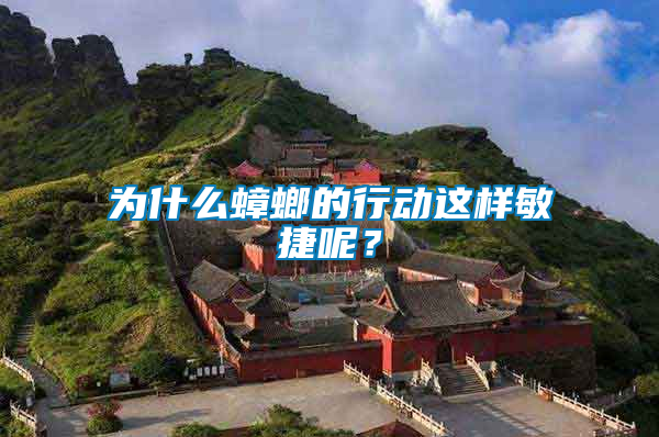 為什么蟑螂的行動(dòng)這樣敏捷呢？