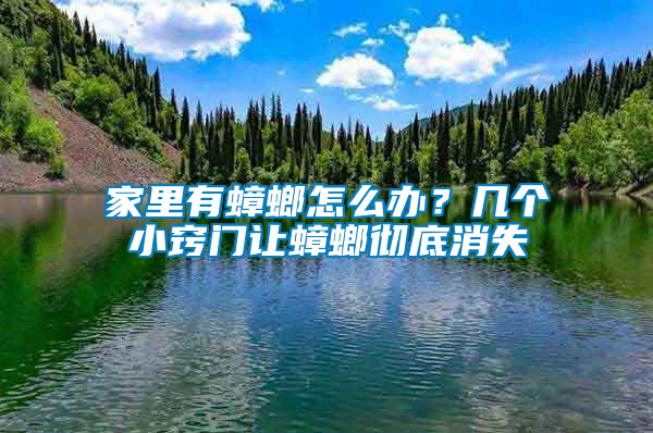 家里有蟑螂怎么辦？幾個小竅門讓蟑螂徹底消失