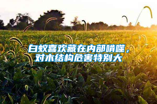 白蟻喜歡藏在內(nèi)部啃噬，對木結(jié)構(gòu)危害特別大