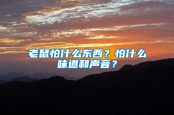 老鼠怕什么東西？怕什么味道和聲音？