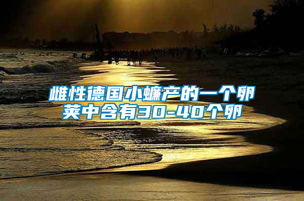 雌性德國小蠊產(chǎn)的一個(gè)卵莢中含有30-40個(gè)卵