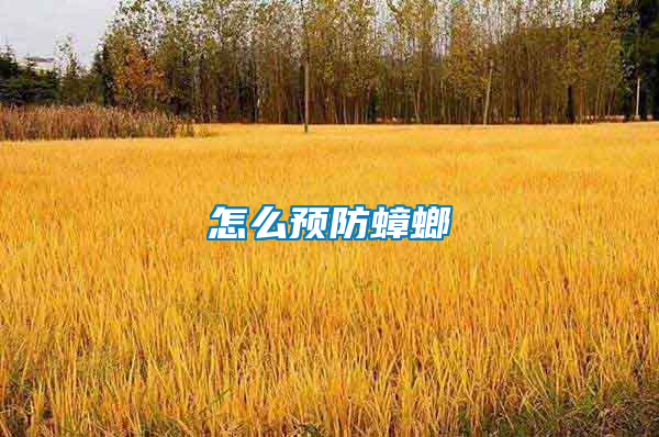怎么預防蟑螂