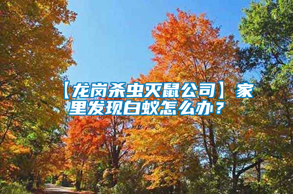 【龍崗殺蟲滅鼠公司】家里發(fā)現(xiàn)白蟻怎么辦？