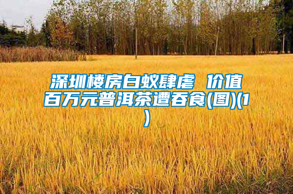深圳樓房白蟻肆虐 價(jià)值百萬元普洱茶遭吞食(圖)(1)
